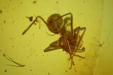Detailed Fossil Ant and Large Springtail in Baltic Amber #159769-3